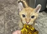 Ravioli Dwelf - Devon Rex Kitten For Sale - TN&comma; US