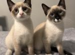 Litter 2 Kitten 1 - Siamese Kitten For Sale - 