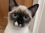 Litter 2 Kitten 2 - Siamese Kitten For Sale - 
