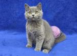 Violet - British Shorthair Kitten For Sale - Bridgewater&comma; VA&comma; US