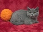 Orange - British Shorthair Kitten For Sale - Bridgewater&comma; VA&comma; US