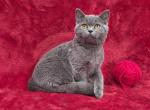Red - British Shorthair Kitten For Sale - 