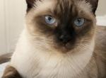 Adi - Siamese Cat For Sale - 