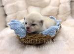 Orchid x Birch Litter - Siamese Kitten For Sale - Myerstown&comma; PA&comma; US