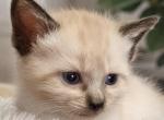 Kittens Litter 1 - Ragdoll Kitten For Sale - Ridgewood&comma; NY&comma; US