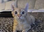 Ravioli Dwelf - Devon Rex Kitten For Sale - 
