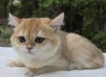 Loki - British Shorthair Kitten For Sale - 