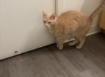 Lil girl - Exotic Kitten For Sale - Los Angeles&comma; CA&comma; US