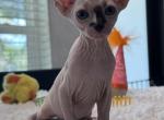 Cream Calico pink band - Sphynx Kitten For Sale - Pompano Beach&comma; FL&comma; US