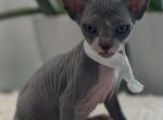 Blue Cream white band - Sphynx Kitten For Sale - 