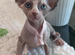 Light Calico light pink band - Sphynx Kitten For Sale - Pompano Beach&comma; FL&comma; US