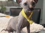 Dark Calico yellow band - Sphynx Kitten For Sale - 
