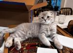 Peach - Scottish Fold Kitten For Sale - New York&comma; NY&comma; US