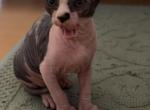 Sphynx - Sphynx Kitten For Sale - West Covina&comma; CA&comma; US
