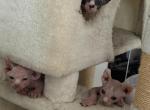 cat - Sphynx Kitten For Sale - West Covina&comma; CA&comma; US
