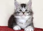 Timothy - Maine Coon Kitten For Sale - Miami&comma; FL&comma; US