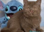 Patrick - British Shorthair Kitten For Sale - Pembroke Pines&comma; FL&comma; US