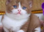 Cap Cake - British Shorthair Kitten For Sale - Pembroke Pines&comma; FL&comma; US