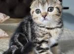 Djoker - British Shorthair Kitten For Sale - Pembroke Pines&comma; FL&comma; US