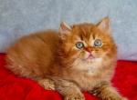 Dustin - British Shorthair Kitten For Sale - Pembroke Pines&comma; FL&comma; US