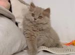 Harlej - British Shorthair Kitten For Sale - Norwalk&comma; CT&comma; US