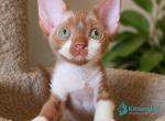 Irvin - Devon Rex Kitten For Sale - Norwalk&comma; CT&comma; US