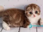 Angel - Scottish Fold Kitten For Sale - Hollywood&comma; FL&comma; US