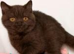 Gisele - British Shorthair Kitten For Sale - Norwalk&comma; CT&comma; US