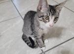 Pinstripe Tux and Mustache - Domestic Kitten For Adoption - 