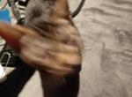 Bellos - Domestic Kitten For Adoption - 