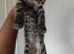 Bellas - Domestic Kitten For Adoption - 
