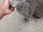 Chungus humongous the second - Domestic Cat For Adoption - Philadelphia&comma; PA&comma; US