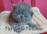 Cfa blue persian girl kitten - Persian Kitten For Sale - Woodburn&comma; IN&comma; US
