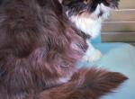 Chocolate bicolor female persian kitten - Persian Kitten For Sale - Woodburn&comma; IN&comma; US