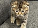 Lily - Scottish Fold Kitten For Sale - Spartanburg&comma; SC&comma; US