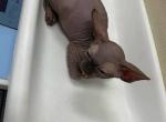 Julia - Sphynx Kitten For Sale - Denver&comma; CO&comma; US