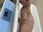 Suzzy - Sphynx Kitten For Sale - Denver&comma; CO&comma; US