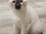 Frankie - Siamese Kitten For Sale - Oh City&comma; OH&comma; US