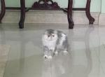 Mona & yoyo - Persian Cat For Sale/Retired Breeding - Clewiston&comma; FL&comma; US