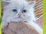 Noname24 - Ragdoll Kitten For Sale - Niles&comma; OH&comma; US