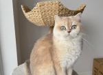 Jaimie - British Shorthair Cat For Sale - 