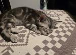 British Bengal - Bengal Kitten For Sale - 