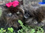 Black pearls - Persian Kitten For Sale - Hot Springs&comma; AR&comma; US