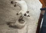 Leo - Balinese Kitten For Sale - Chicago&comma; IL&comma; US