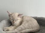Luna - Balinese Kitten For Sale - Chicago&comma; IL&comma; US