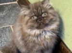 Chocolate smoke - Persian Kitten For Sale - Hot Springs&comma; AR&comma; US