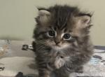 Koenigplatz - Persian Kitten For Sale - Greensboro&comma; NC&comma; US