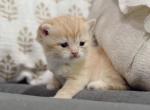Golden British Shorthair boy - British Shorthair Kitten For Sale - City Of Spokane Valley&comma; WA&comma; US
