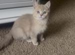Beaux - British Shorthair Kitten For Sale - Johns Creek&comma; GA&comma; US