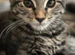 Minky - Domestic Kitten For Adoption - Payson&comma; UT&comma; US